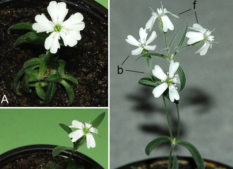White flowers are grown from 32,000 year old seeds.