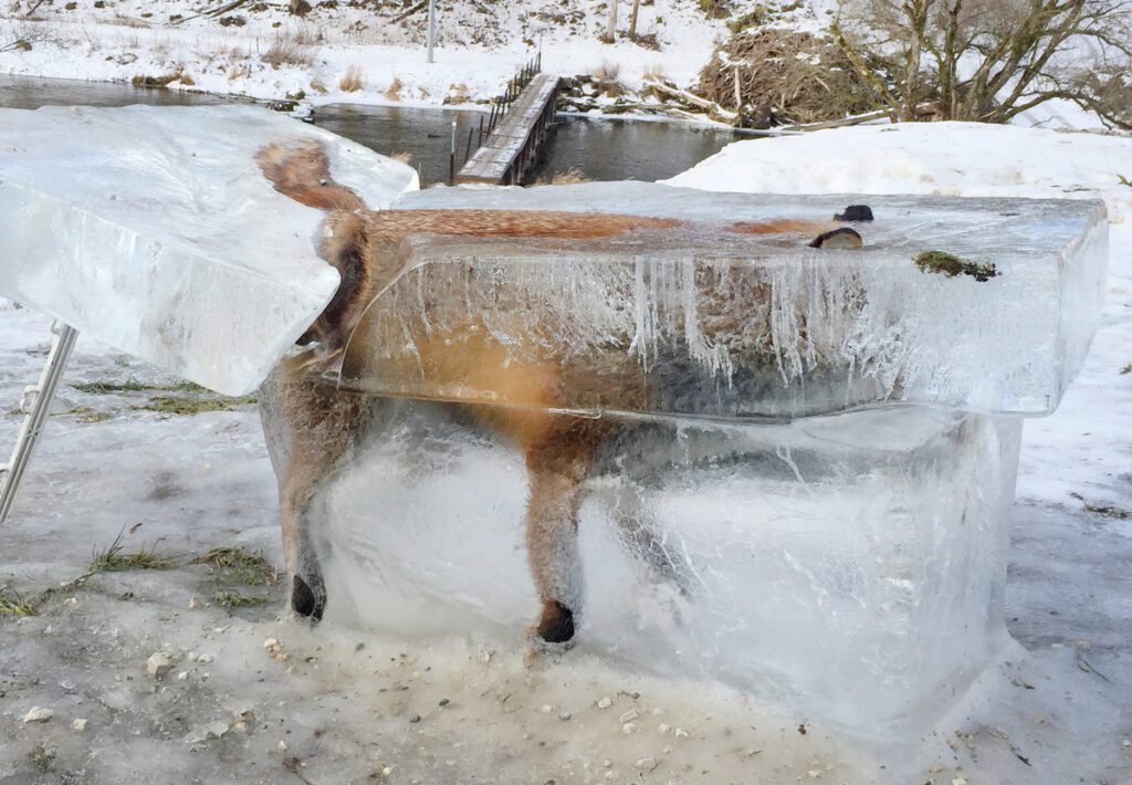 A block of ice with a frozen fox can be seen in Fridingen, Germany.