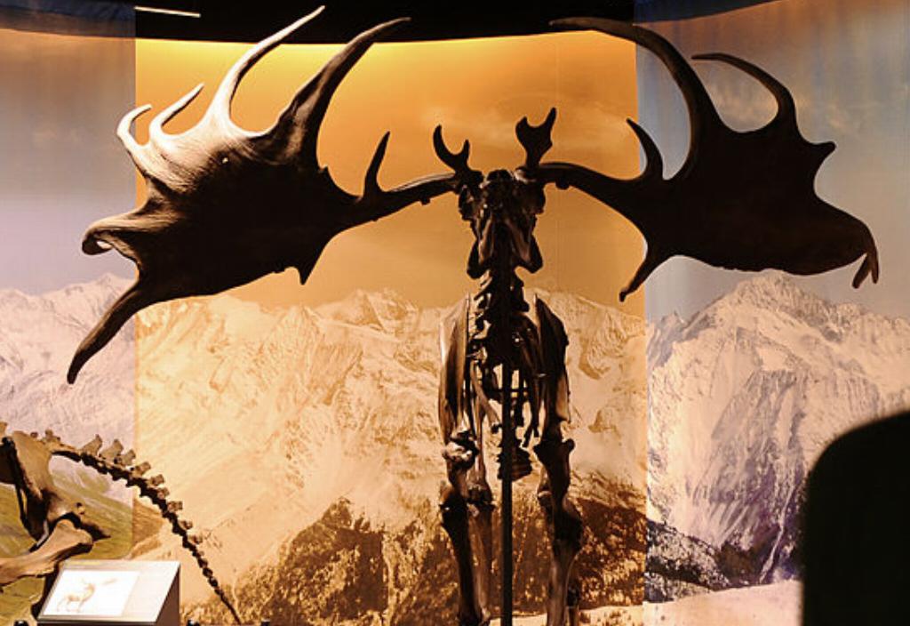 a model of a pre-historic moose on display