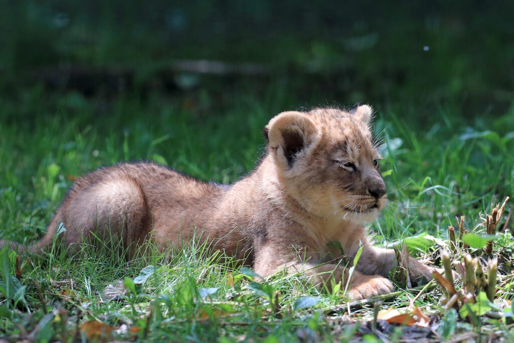 A three six-week-old lion cub sits in the grass, enjoying the warm weather.