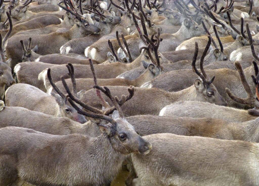 Reindeer, also known as the caribou in North America, travel in a large herd.