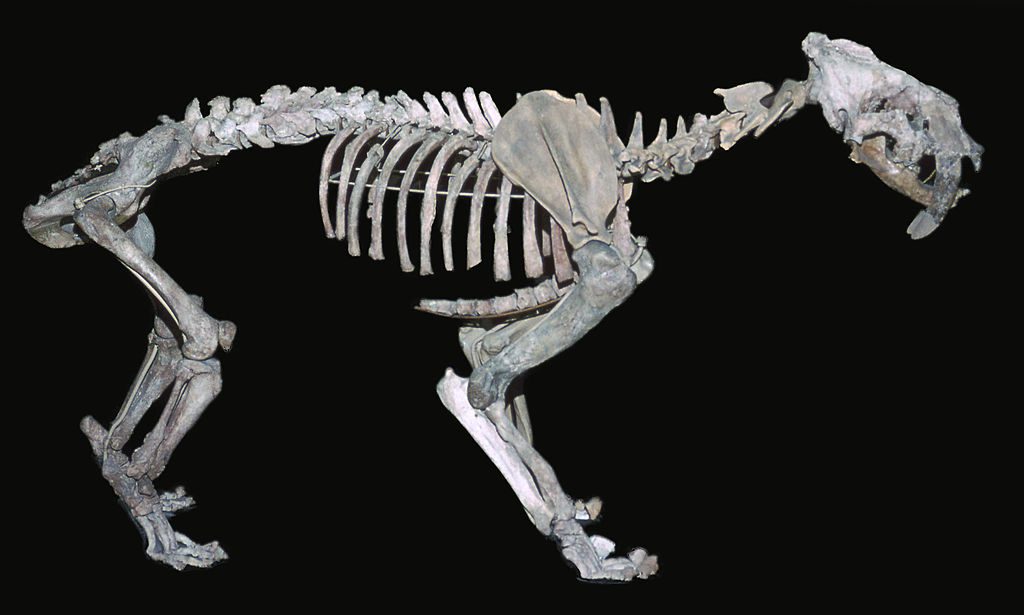 the skeleton of a sabretooth tiger