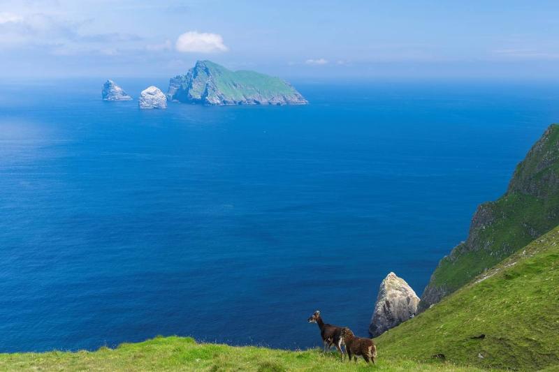 goats stand on grass of The islands of St Kilda archipelago in Scotland.