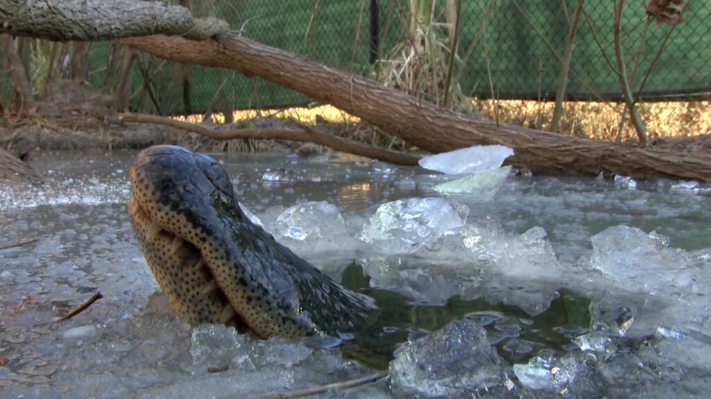 alligator frozen in water