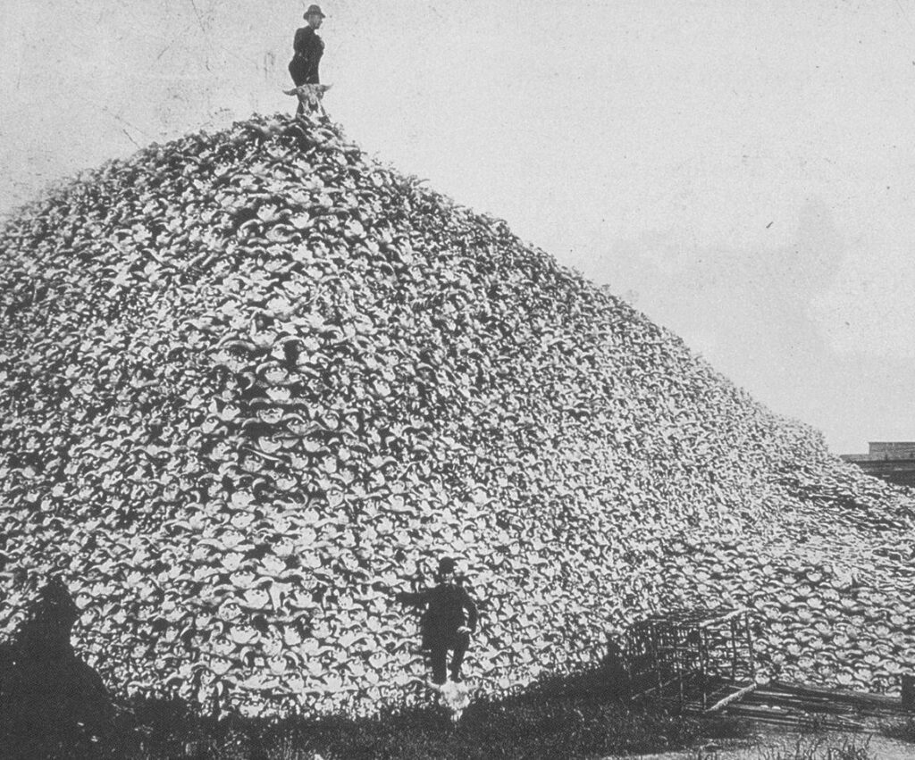 bison-skulls