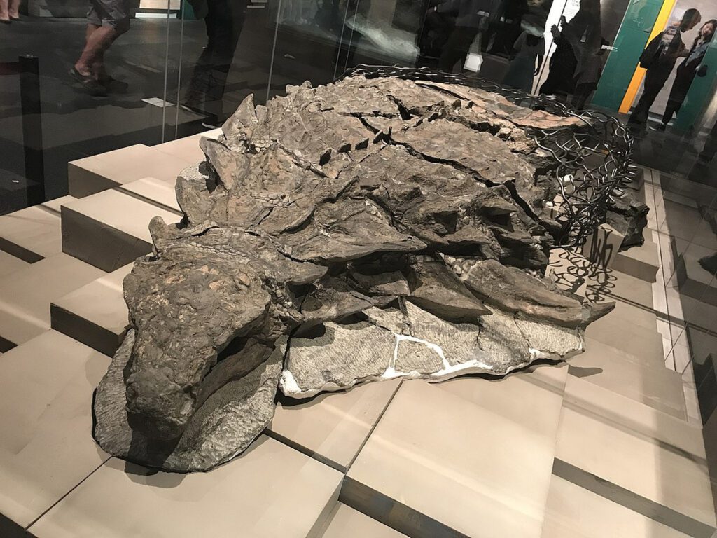 a perfectly preserved mummified dinosaur