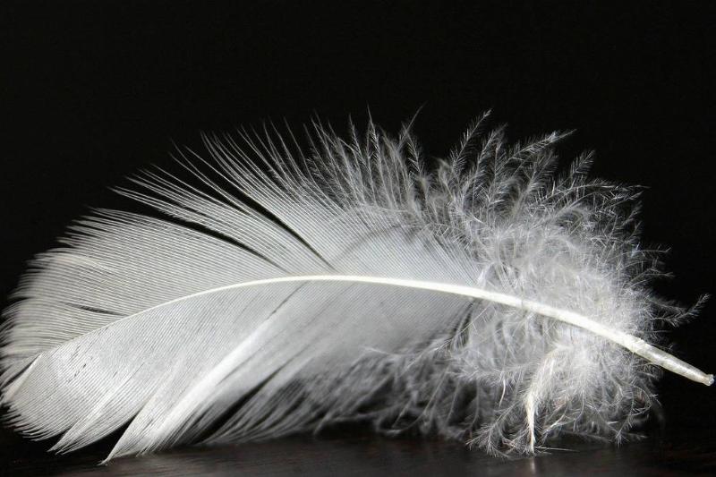 A white feather sits upright against a black backdrop.