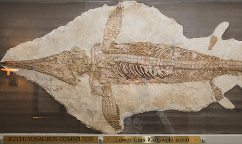An ichthyosaur skeleton is on display at a museum.