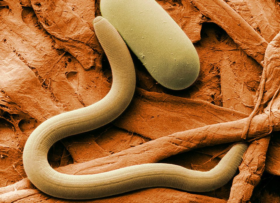Prehistoric nematodes, buried in ice for 42,000 years, began moving and eating once defrosted.