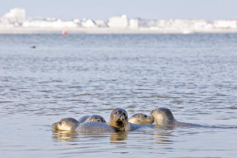 Seals (sea dogs) in front of the East Frisian island Norderney, North-Sea.