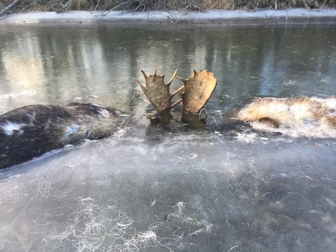Two moose with antlers locked in combat are frozen in ice.